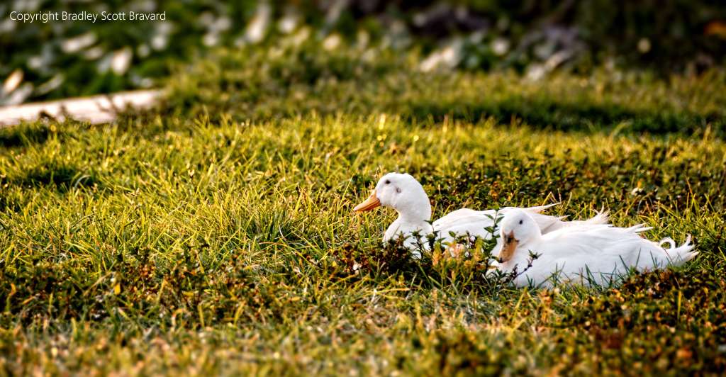 Two ducks resting in grass
