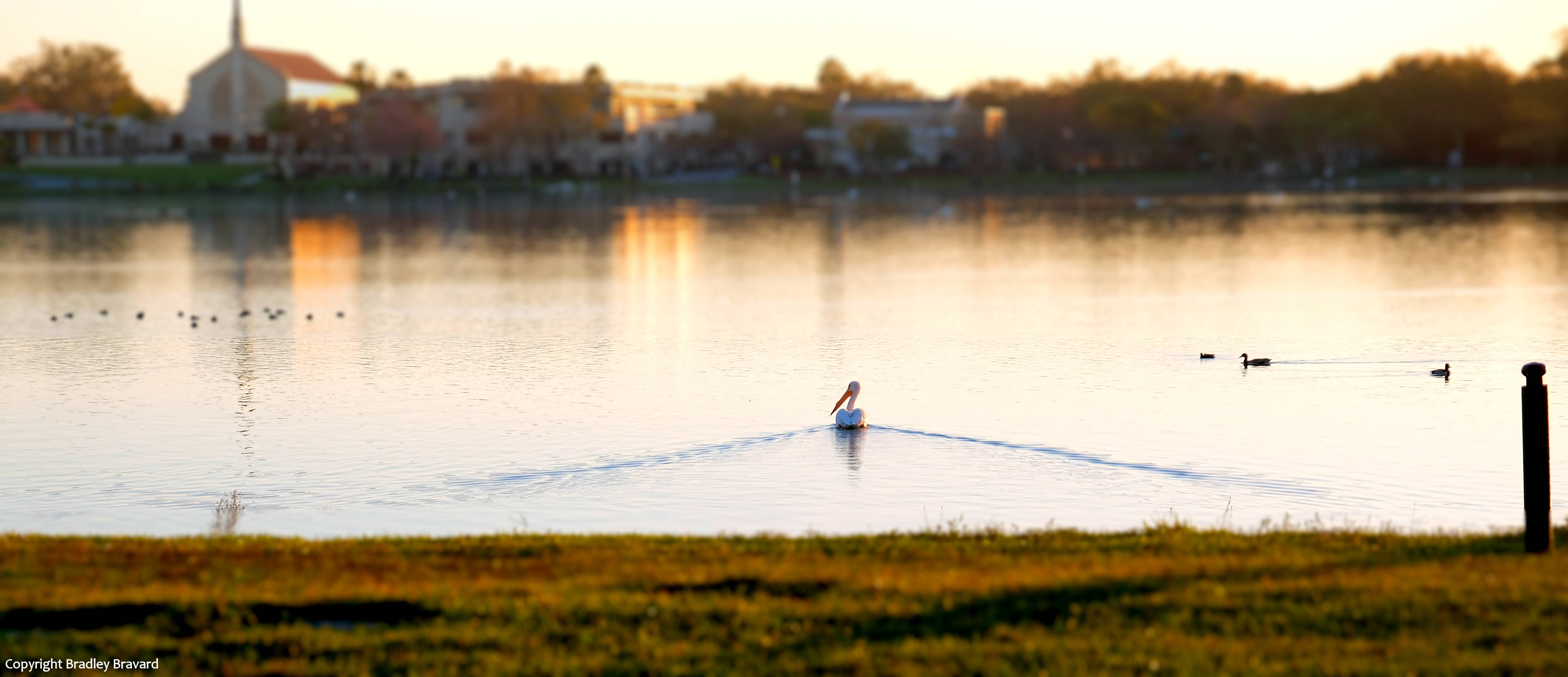 Photo of pelican swimming across a lake