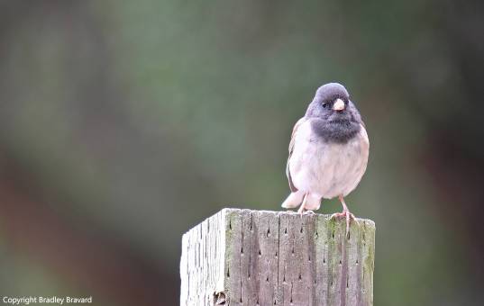 Small blue and white bird perched on fence post