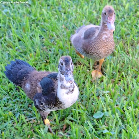 Two ducks standing on grass