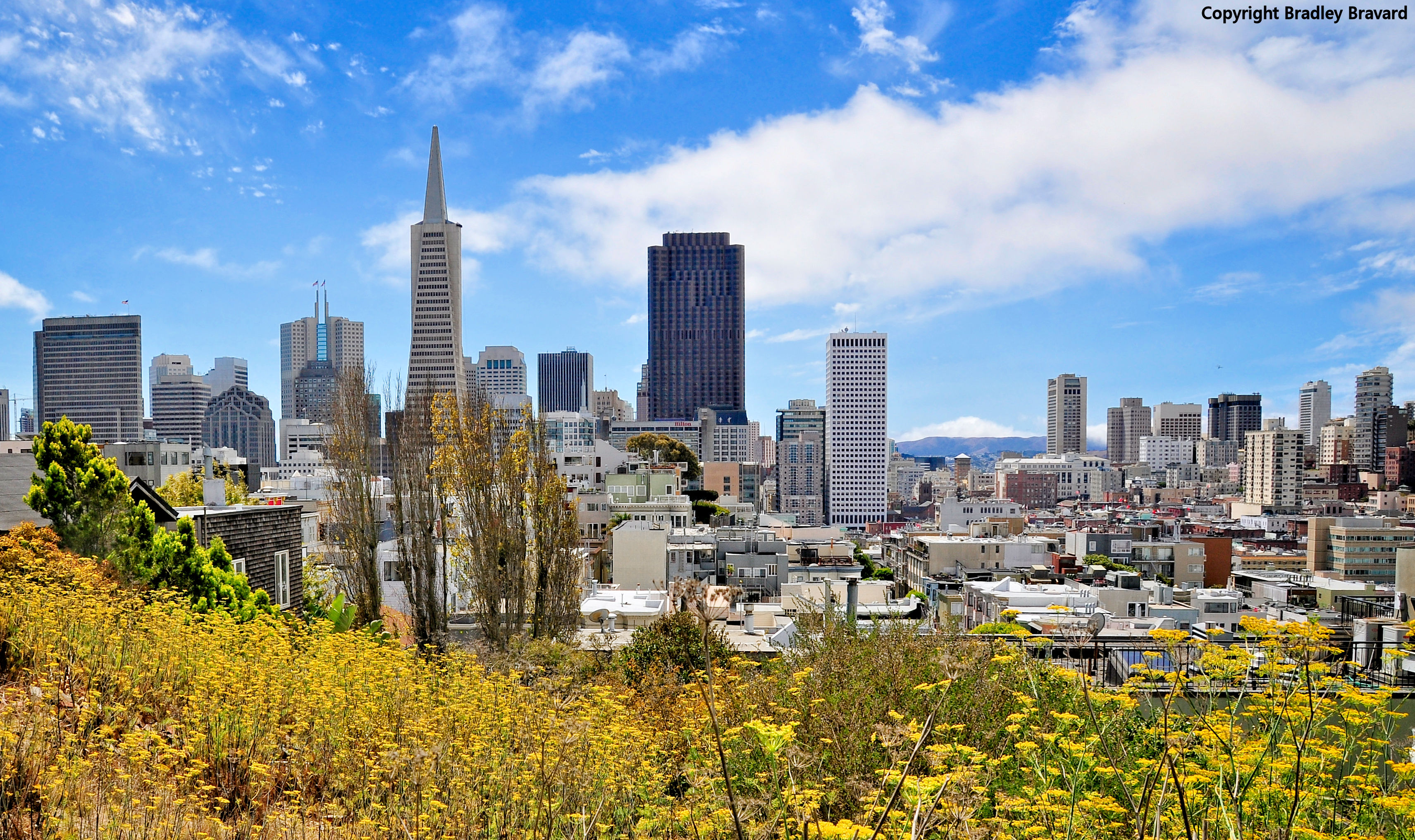 Color photo of San Francisco skyline with a meadow of wildflowers in foreground