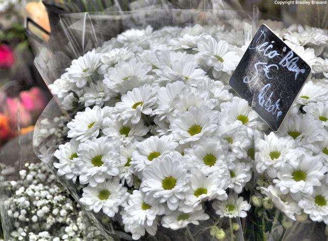 Bundle of white daisies in Paris flower shop