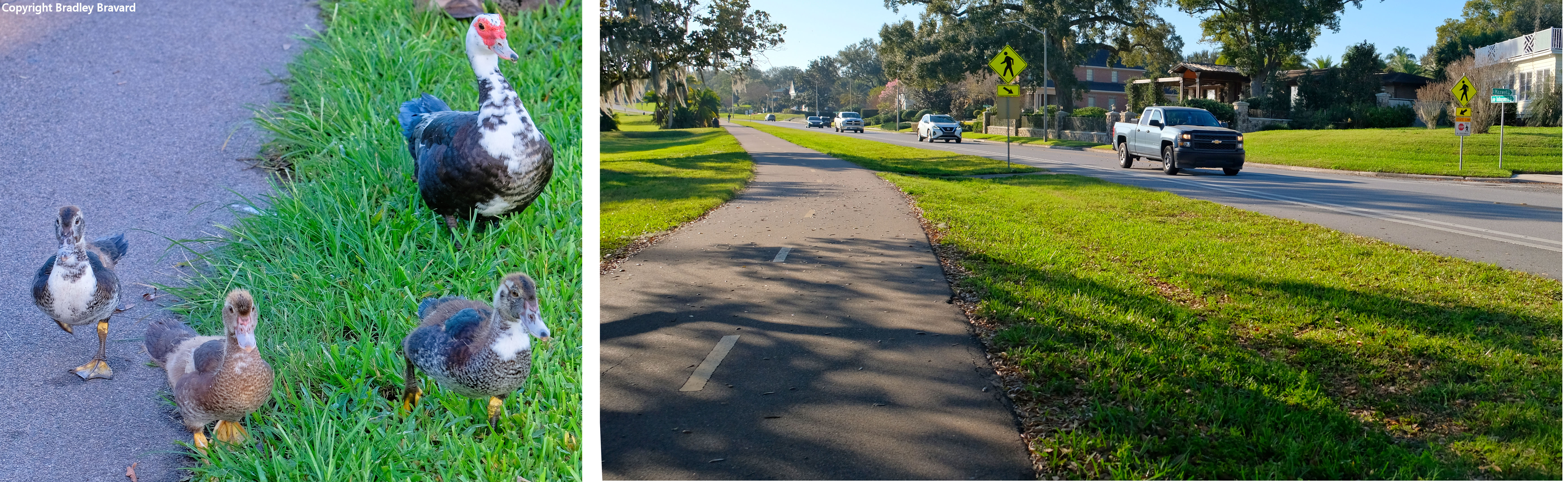 One photo of an adult Muscovy duck with three baby ducks, and one photo of a pedestrian trail alongside a road with several cars.