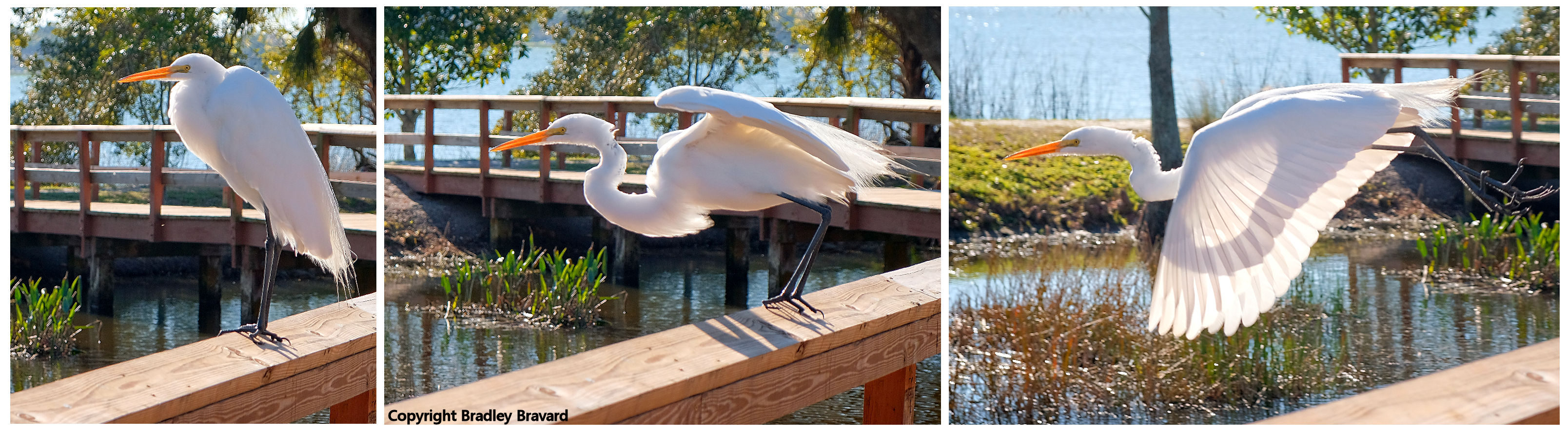 Series of three photos of an egret taking flight