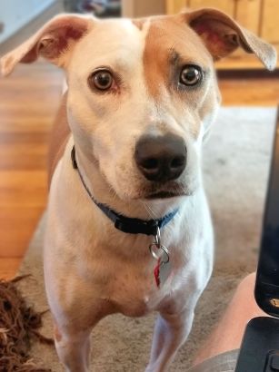 Photo of brown and white hound mix dog standing alert